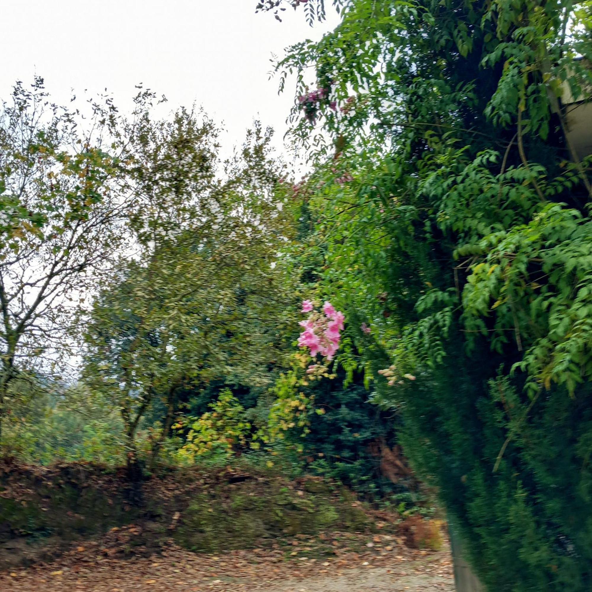Casa Amarante Porto别墅 外观 照片